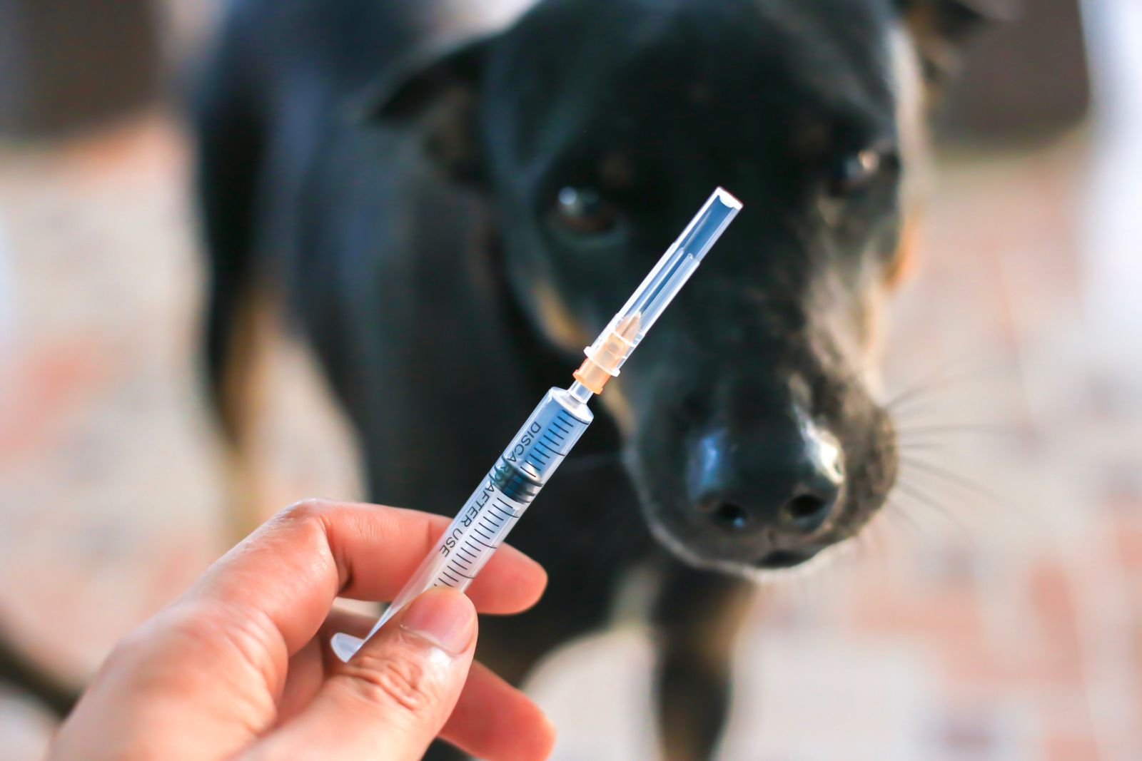 Can You Get Rabies From a Dog Bite? | Foster Wallace, LLC