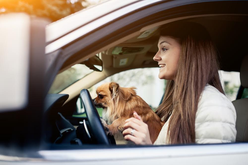 Risks of Allowing Pet Passengers to Roam While Driving | Johnson & Gilbert,  P. A.